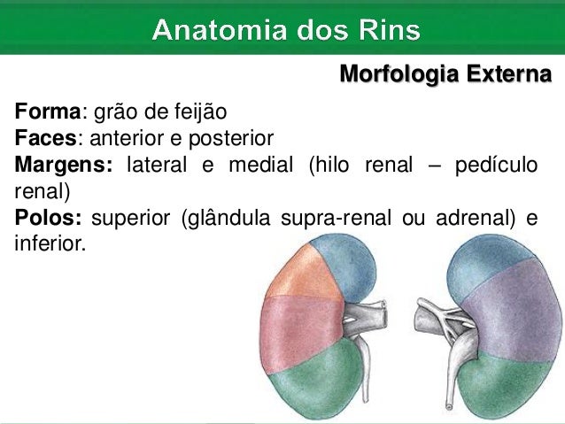 Nefrologia: Anatomia e Fisiologia dos Rins