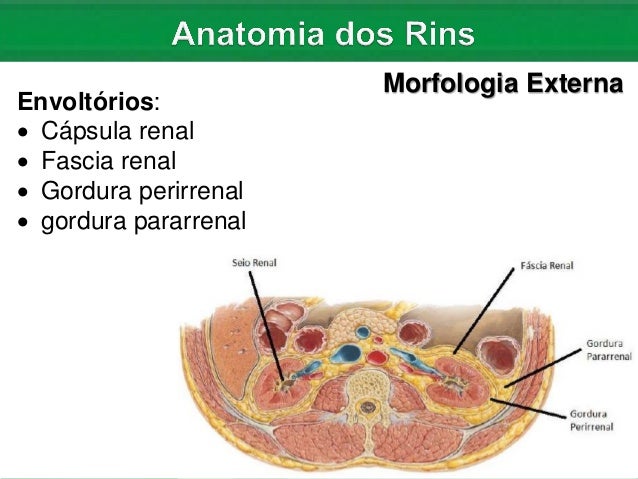 Nefrologia: Anatomia e Fisiologia dos Rins