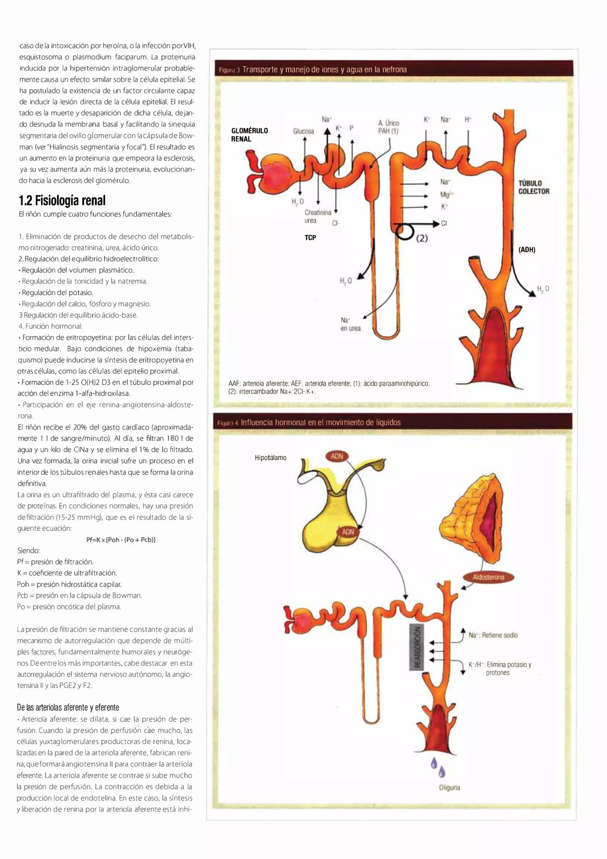 Nefrologia cto 7