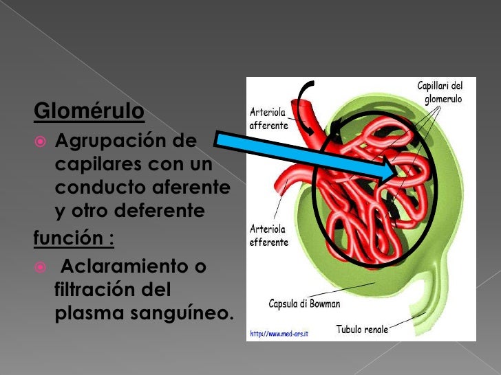 Nefrona