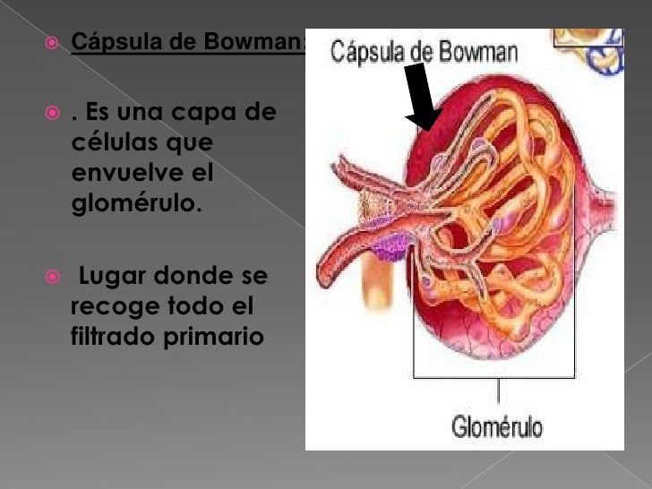 Nefrona