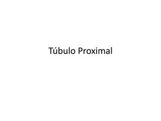Túbulo Proximal
 