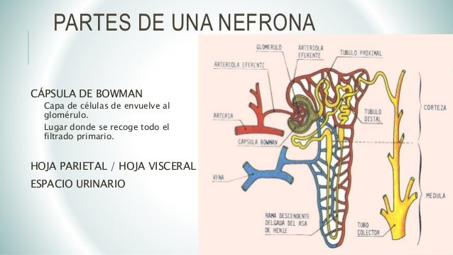 Nefronas