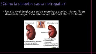 • Un alto nivel de glucosa en la sangre hace que los riñones filtren
demasiada sangre, todo este trabajo adicional afecta los filtros.
 