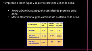 • Empiezan a tener fugas y se pierde proteína útil en la orina.
• Micro albuminuria: pequeña cantidad de proteína en la
orina
• Macro albuminuria: gran cantidad de proteína en la orina.
 