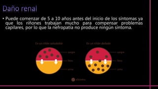 • Puede comenzar de 5 a 10 años antes del inicio de los síntomas ya
que los riñones trabajan mucho para compensar problemas
capilares, por lo que la nefropatía no produce ningún síntoma.
 