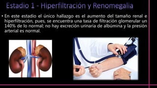 • En este estadio el único hallazgo es el aumento del tamaño renal e
hiperfiltración, pues, se encuentra una tasa de filtración glomerular un
140% de lo normal; no hay excreción urinaria de albúmina y la presión
arterial es normal.
 