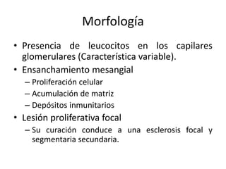 Morfología
• Presencia de leucocitos en los capilares
glomerulares (Característica variable).
• Ensanchamiento mesangial
– Proliferación celular
– Acumulación de matriz
– Depósitos inmunitarios
• Lesión proliferativa focal
– Su curación conduce a una esclerosis focal y
segmentaria secundaria.
 