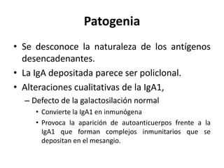 Patogenia
• Se desconoce la naturaleza de los antígenos
desencadenantes.
• La IgA depositada parece ser policlonal.
• Alteraciones cualitativas de la IgA1,
– Defecto de la galactosilación normal
• Convierte la IgA1 en inmunógena
• Provoca la aparición de autoanticuerpos frente a la
IgA1 que forman complejos inmunitarios que se
depositan en el mesangio.
 