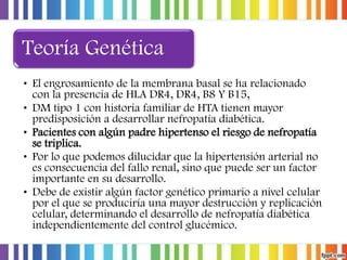 Teoría Genética
• El engrosamiento de la membrana basal se ha relacionado
con la presencia de HLA DR4, DR4, B8 Y B15,
• DM tipo 1 con historia familiar de HTA tienen mayor
predisposición a desarrollar nefropatía diabética.
• Pacientes con algún padre hipertenso el riesgo de nefropatía
se triplica.
• Por lo que podemos dilucidar que la hipertensión arterial no
es consecuencia del fallo renal, sino que puede ser un factor
importante en su desarrollo.
• Debe de existir algún factor genético primario a nivel celular
por el que se produciría una mayor destrucción y replicación
celular, determinando el desarrollo de nefropatía diabética
independientemente del control glucémico.

 