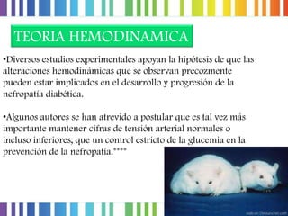 TEORIA HEMODINAMICA
•Diversos estudios experimentales apoyan la hipótesis de que las
alteraciones hemodinámicas que se observan precozmente
pueden estar implicados en el desarrollo y progresión de la
nefropatía diabética.
•Algunos autores se han atrevido a postular que es tal vez más
importante mantener cifras de tensión arterial normales o
incluso inferiores, que un control estricto de la glucemia en la
prevención de la nefropatía.****

 