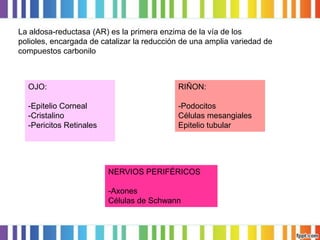 La aldosa-reductasa (AR) es la primera enzima de la vía de los
polioles, encargada de catalizar la reducción de una amplia variedad de
compuestos carbonilo

OJO:

RIÑON:

-Epitelio Corneal
-Cristalino
-Pericitos Retinales

-Podocitos
Células mesangiales
Epitelio tubular

NERVIOS PERIFÉRICOS
-Axones
Células de Schwann

 