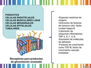 PODOCITOS
CELULAS ENDOTELIALES
CELULAS MUSCULARES LISAS
CELULAS MESANGIALES
CELULAS EPITELIALES
TUBULARES

Receptores para productos
de glicosilación avanzada

•Especies reactivas de
oxígeno
•Activación de factores
de transcro ción: factor
nuclear kappa B
•Liberación de
citoquinas inflamatorias:
TNF a, IL-1, IL-6.
•Expresión de moléculas
de adhesión
•Factores de crecimiento
como TGF-B, factor de
crecimiento vascular
endotelial.

 