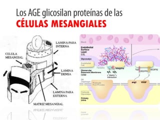 CÉLULAS MESANGIALES
 