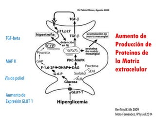 Aumento de
Producción de
Proteínas de
la Matriz
extracelular
 