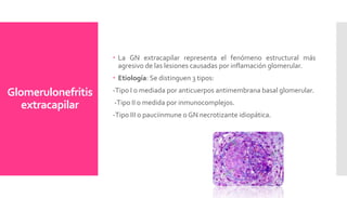 Glomerulonefritis
extracapilar
 La GN extracapilar representa el fenómeno estructural más
agresivo de las lesiones causadas por inflamación glomerular.
 Etiología: Se distinguen 3 tipos:
-Tipo I o mediada por anticuerpos antimembrana basal glomerular.
-Tipo II o medida por inmunocomplejos.
-Tipo III o pauciinmune o GN necrotizante idiopática.
 