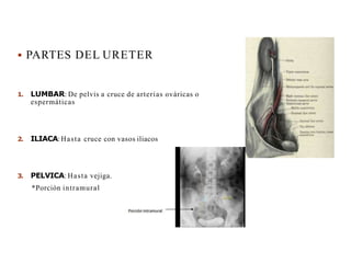  PARTES DEL URETER
1. LUMBAR: De pelvis a cruce de arterias ováricas o
espermáticas
2. ILIACA:Hasta cruce con vasos iliacos
3. PELVICA: Hasta vejiga.
*Porción intramural
 