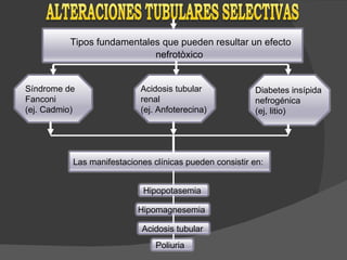 Tipos fundamentales que pueden resultar un efecto nefrotòxico  Síndrome de  Fanconi  (ej. Cadmio)  Diabetes insípida  nefrogénica  (ej, litio)  Acidosis tubular  renal  (ej. Anfoterecina)  Las manifestaciones clínicas pueden consistir en: Hipopotasemia  Hipomagnesemia  Acidosis tubular  Poliuria 