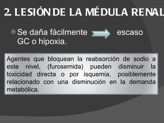 2. LESIÓN DE LA MÉDULA RENAL  Se daña fácilmente  escaso GC o hipoxia.   Agentes que bloquean la reabsorción de sodio a este nivel, (furosemida) pueden disminuir la toxicidad directa o por isquemia,  posiblemente relacionado con una disminución en la demanda metabólica.  