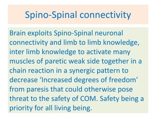 Spino-Spinal connectivity
Brain exploits Spino-Spinal neuronal
connectivity and limb to limb knowledge,
inter limb knowledge to activate many
muscles of paretic weak side together in a
chain reaction in a synergic pattern to
decrease ‘Increased degrees of freedom’
from paresis that could otherwise pose
threat to the safety of COM. Safety being a
priority for all living being.
 