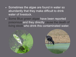  Sometimes the algae are found in water so
abundantly that they make difficult to drink
water of livestock.
 Some Blue green algae have been reported
poisonous and they directly cause the death of
living stock who drink this contaminated water.
 