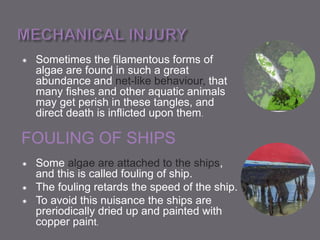  Sometimes the filamentous forms of
algae are found in such a great
abundance and net-like behaviour, that
many fishes and other aquatic animals
may get perish in these tangles, and
direct death is inflicted upon them.
FOULING OF SHIPS
 Some algae are attached to the ships,
and this is called fouling of ship.
 The fouling retards the speed of the ship.
 To avoid this nuisance the ships are
preriodically dried up and painted with
copper paint.
 