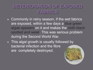  Commonly in rainy season, if the wet fabrics
are exposed, within a few days a blue green
algae appears on it and makes the cloth black
spotted and weak. This was serious problem
during the Second World War.
 This algal growth is usually followed by
bacterial infection and the fibre
are completely destroyed.
 