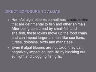  Harmful algal blooms sometimes create toxins
that are detrimental to fish and other animals.
After being consumed by small fish and
shellfish, these toxins move up the food chain
and can impact larger animals like sea lions,
turtles, dolphins, birds and manatees.
 Even if algal blooms are not toxic, they can
negatively impact aquatic life by blocking out
sunlight and clogging fish gills.
 