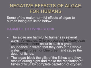 Some of the major harmful effects of algae to
human being are listed below:
HARMFUL TO LIVING STOCK
 The algae are harmful to humans in several
ways. Volvocales, Chlorococcales, Myxophyceae
and several others occur in such a great
abundance in water, that they colour the whole
water either green or blue green and cause the
death of fishes.
 The algae block the gills of the fishes and they
respire during night and make the respiration of
fishes difficult by complete depletion of oxygen.
 