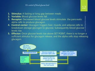 12
Low blood
glucose level
after fasting
Glucose receptor in
pancreatic alpha cells
Decreased glucose
uptake into fat and
muscle cells
Induce glycogenolysis in
liver and muscle
Alpha cells release
glucagon and reaches
above set point
Blood glucose level
Increase in
blood
glucose
level
EX: control of blood glucose level
1. Stimulus: A fasting or long gap between meals
2. Variable: Blood glucose levels fall.
3. Receptor: Decreased blood glucose levels stimulate the pancreatic
alpha cells to produce glucagon.
4. Control center: Glucagon triggers liver, muscle, and adipose cells to
breakdown storage glycogen to glucose. Subsequently blood glucose
levels rise.
5. Effector: Once glucose levels rise above SET POINT, there is no longer a
sufficient stimulus for glucagon release, and the alpha cells stop releasing
glucagon.
Feedback
 