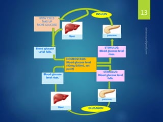 13
liver
BODY CELLS
TAKE UP
MORE GLUCOSE.
Blood glucose
Level falls.
Blood glucose
level rises.
STIMULUS:
Blood glucose level
falls.
STIMULUS:
Blood glucose level
rises.
HOMEOSTASIS:
Blood glucose level
(90mg/100mL, set
point)
GLUCAGON
INSULIN
liver pancreas
pancreas
 