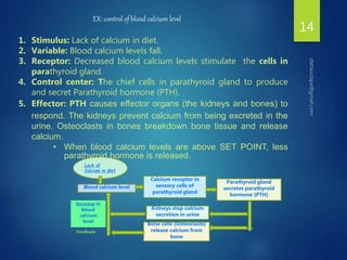 14
Lack of
Calcium in diet
Calcium receptor in
sensory cells of
parathyroid gland
Kidneys stop calcium
secretion in urine
Bone cells (Osteoclasts)
release calcium from
bone
Parathyroid gland
secretes parathyroid
hormone (PTH)
Blood calcium level
Increase in
blood
calcium
level
EX: control of blood calcium level
1. Stimulus: Lack of calcium in diet.
2. Variable: Blood calcium levels fall.
3. Receptor: Decreased blood calcium levels stimulate the cells in
parathyroid gland.
4. Control center: The chief cells in parathyroid gland to produce
and secret Parathyroid hormone (PTH).
5. Effector: PTH causes effector organs (the kidneys and bones) to
respond. The kidneys prevent calcium from being excreted in the
urine. Osteoclasts in bones breakdown bone tissue and release
calcium.
• When blood calcium levels are above SET POINT, less
parathyroid hormone is released.
Feedback
 