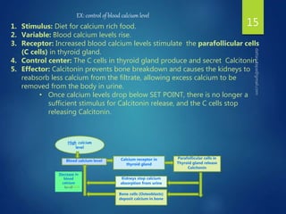 15
High calcium
level
Calcium receptor in
thyroid gland
Kidneys stop calcium
absorption from urine
Bone cells (Osteoblasts)
deposit calcium in bone
Parafollicular cells in
Thyroid gland release
Calcitonin
Blood calcium level
Decrease in
blood
calcium
level
EX: control of blood calcium level
1. Stimulus: Diet for calcium rich food.
2. Variable: Blood calcium levels rise.
3. Receptor: Increased blood calcium levels stimulate the parafollicular cells
(C cells) in thyroid gland.
4. Control center: The C cells in thyroid gland produce and secret Calcitonin.
5. Effector: Calcitonin prevents bone breakdown and causes the kidneys to
reabsorb less calcium from the filtrate, allowing excess calcium to be
removed from the body in urine.
• Once calcium levels drop below SET POINT, there is no longer a
sufficient stimulus for Calcitonin release, and the C cells stop
releasing Calcitonin.
Feedback
 