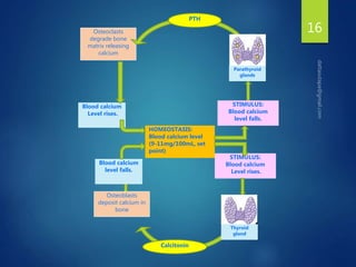 16
Osteoclasts
degrade bone
matrix releasing
calcium
Blood calcium
Level rises.
Blood calcium
level falls.
STIMULUS:
Blood calcium
Level rises.
STIMULUS:
Blood calcium
level falls.
HOMEOSTASIS:
Blood calcium level
(9-11mg/100mL, set
point)
Calcitonin
PTH
Osteoblasts
deposit calcium in
bone
Parathyroid
glands
Thyroid
gland
 