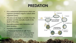 PREDATION
• It is a widespread phenomenon when one
organism (predator) engulf or attack other
organisms (prey).
• The prey can be larger or smaller than the
predator and this normally results in the
death of the prey.
• Normally predator-prey interaction is of
short duration.
• Examples of Predation:
• a. Protozoan-bacteria in soil: Many
protozoans can feed on various bacterial
population which helps to maintain the
count of soil bacteria at optimum level.
 