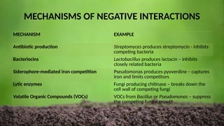 MECHANISMS OF NEGATIVE INTERACTIONS
MECHANISM EXAMPLE
Antibiotic production Streptomyces produces streptomycin - inhibits
competing bacteria
Bacteriocins Lactobacillus produces lactacin – inhibits
closely related bacteria
Siderophore-mediated iron competition Pseudomonas produces pyoverdine – captures
iron and limits competitors
Lytic enzymes Fungi producing chitinase – breaks down the
cell wall of competing fungi
Volatile Organic Compounds (VOCs) VOCs from Bacillus or Pseudomonas – suppress
the competing fungal growth
 