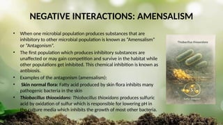 NEGATIVE INTERACTIONS: AMENSALISM
• When one microbial population produces substances that are
inhibitory to other microbial population is known as “Amensalism”
or “Antagonism”.
• The first population which produces inhibitory substances are
unaffected or may gain competition and survive in the habitat while
other populations get inhibited. This chemical inhibition is known as
antibiosis.
• Examples of the antagonism (amensalism):
• Skin normal flora: Fatty acid produced by skin flora inhibits many
pathogenic bacteria in the skin
• Thiobacillus thiooxidans: Thiobacillus thioxidans produces sulfuric
acid by oxidation of sulfur which is responsible for lowering pH in
the culture media which inhibits the growth of most other bacteria.
 