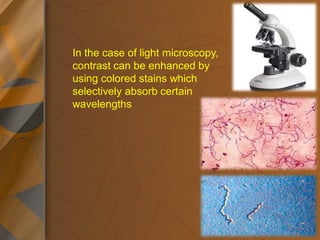 negative stainig.pdf