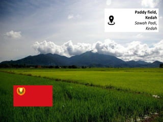 Paddy field,
Kedah
Sawah Padi,
Kedah
 