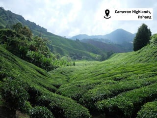 Cameron Highlands,
Pahang
 