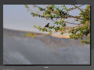 צופית [email_address] 