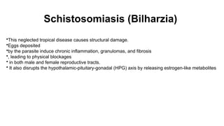 Schistosomiasis (Bilharzia)
•This neglected tropical disease causes structural damage.
•Eggs deposited
•by the parasite induce chronic inflammation, granulomas, and fibrosis
•, leading to physical blockages
• in both male and female reproductive tracts.
• It also disrupts the hypothalamic-pituitary-gonadal (HPG) axis by releasing estrogen-like metabolites
 