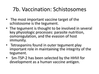 7b. Vaccination: Schistosomes
• The most important vaccine target of the
schistosome is the tegument.
• The tegument is thought to be involved in several
key physiologic processes: parasite nutrition,
osmoregulation, and the evasion of host
immunity.
• Tetraspanins found in outer tegument play
important role in maintaining the integrity of the
tegument.
• Sm-TSP-2 has been selected by the HHVI for
development as a human vaccine antigen.

 