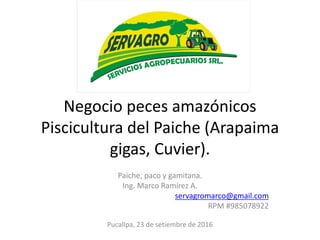 Negocio peces amazónicos
Piscicultura del Paiche (Arapaima
gigas, Cuvier).
Paiche, paco y gamitana.
Ing. Marco Ramírez A.
servagromarco@gmail.com
RPM #985078922
Pucallpa, 23 de setiembre de 2016
 