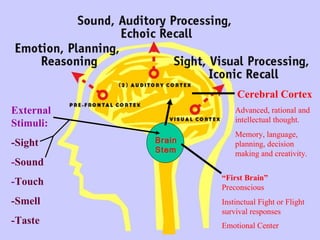 “ First Brain”  Preconscious Instinctual Fight or Flight survival responses Emotional Center   Cerebral Cortex Advanced, rational and intellectual thought.  Memory, language, planning, decision making and creativity. External Stimuli: -Sight - Sound - Touch -Smell -Taste Brain Stem 