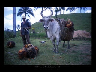 Colhedor de Dendê, Itaparica - BA
 