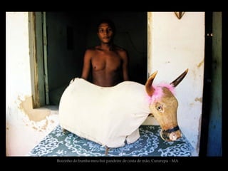 Boizinho do bumba-meu-boi pandeiro de costa de mão, Cururupu - MA
 