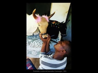 Fazendo a venta do boizinho, Cururupu - MA
 