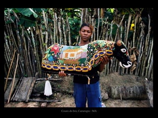 Couro do boi, Cururupu - MA
 