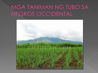 Negros occidental lit101 a